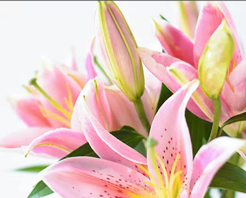 哪种花的花语代表节俭？它的象征意义是什么？