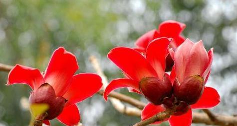 木棉花代表爱情的花有哪些？它们的花语是什么？
