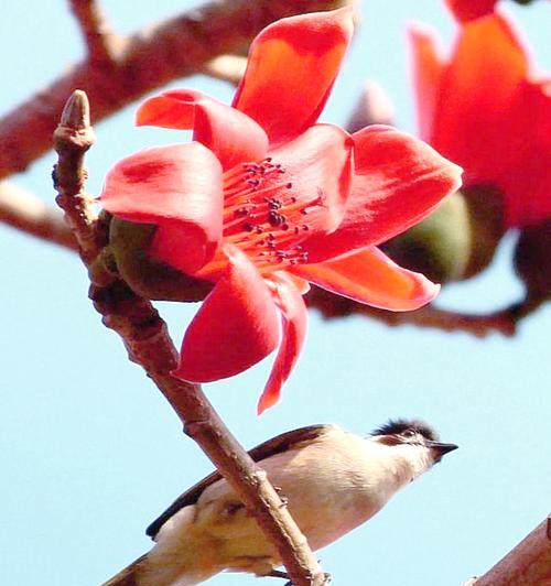 木棉花代表爱情的花有哪些？它们的花语是什么？