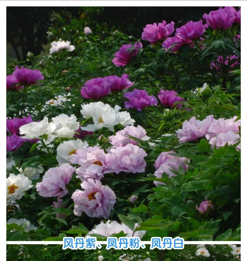 哪种花象征健康强壮？寓意健康强壮的花有哪些？