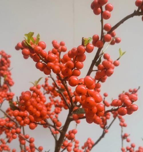 春节期间的花语代表什么？