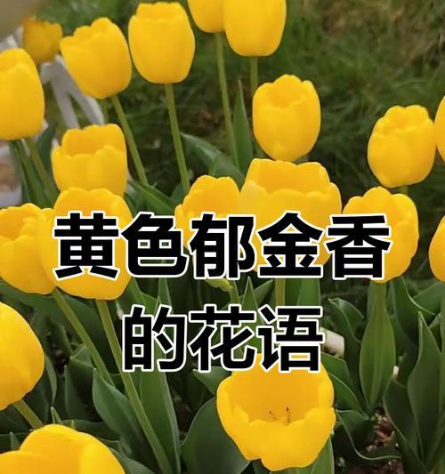 黄色香槟花象征着什么？它的意义何在？
