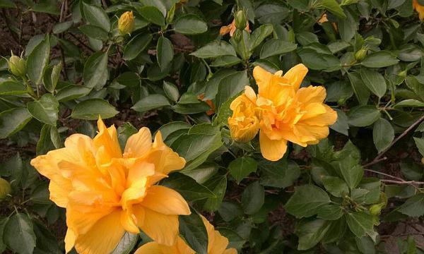黄色扶桑花的寓意是什么？花的象征意义是什么？