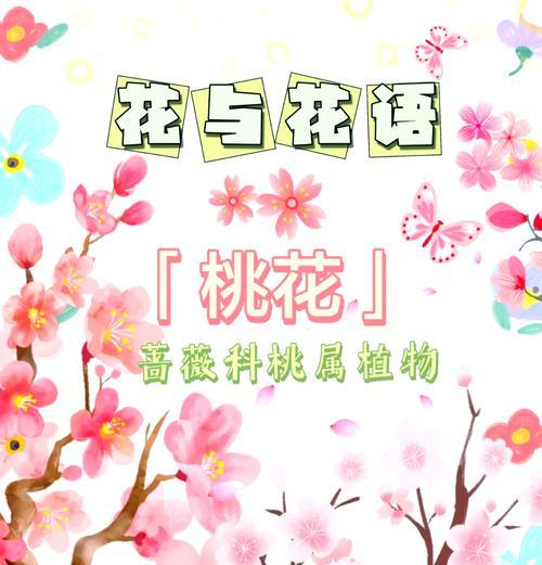 春节期间备货花有哪些吉祥寓意？它们的花语是什么？
