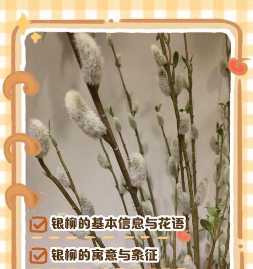 春节期间备货花有哪些吉祥寓意？它们的花语是什么？