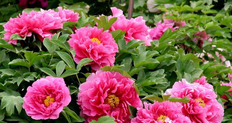 春节期间备货花有哪些吉祥寓意？它们的花语是什么？