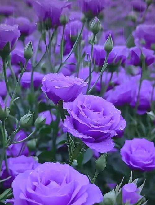 桔梗花的传说是什么？桔梗花的寓意简述？