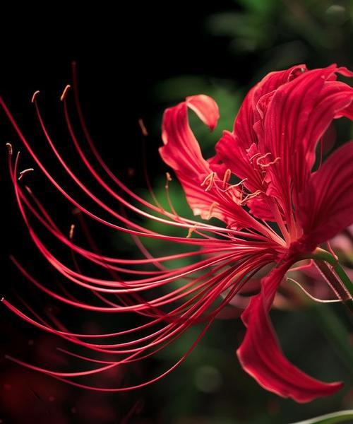 白色花与红色花组合的含义是什么？