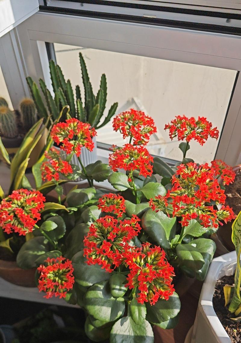 哪种花象征长寿尊荣？它的寓意是什么？