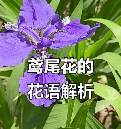 哪种花象征爱情最美好？花语有何含义？