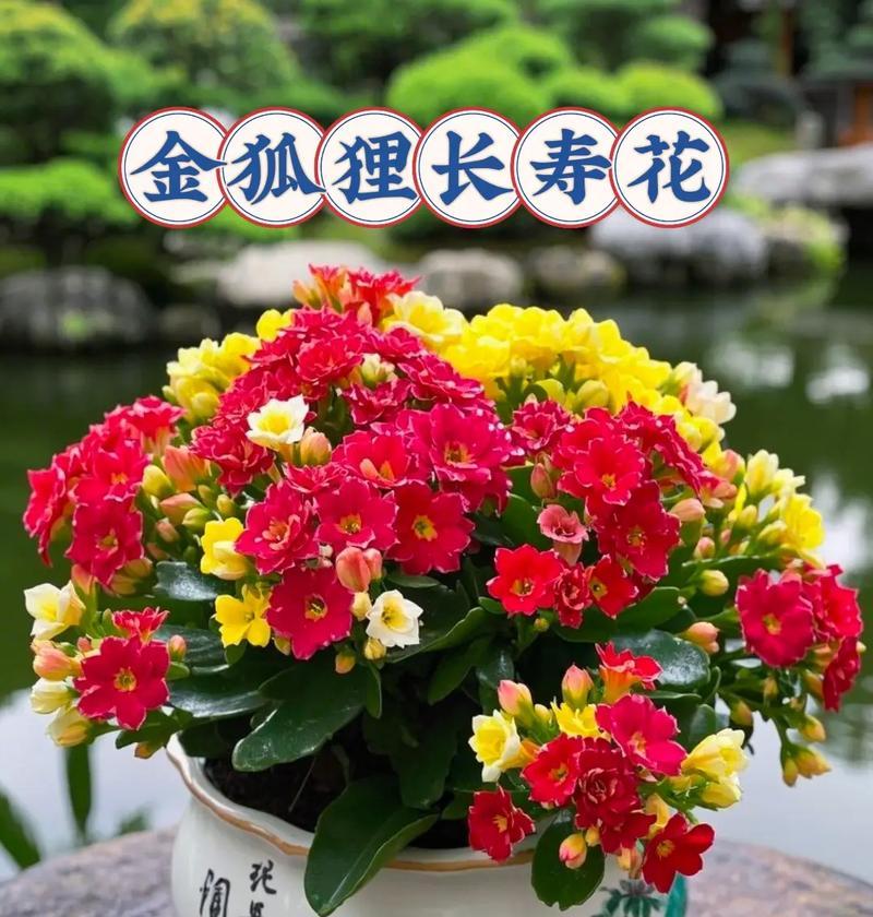 送长寿花寓意最好的花是什么？长寿花代表了什么？