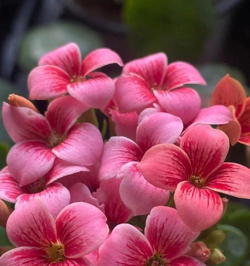 送长寿花寓意最好的花是什么？长寿花代表了什么？