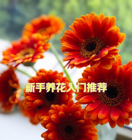 红色扶郎花的花语是什么？它有什么特别寓意吗？