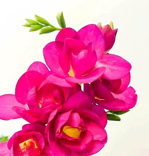 红色扶郎花的花语是什么？它有什么特别寓意吗？