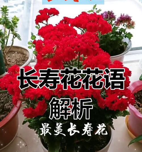 长寿花七彩颜色的寓意是什么？七彩长寿花的含义是什么？