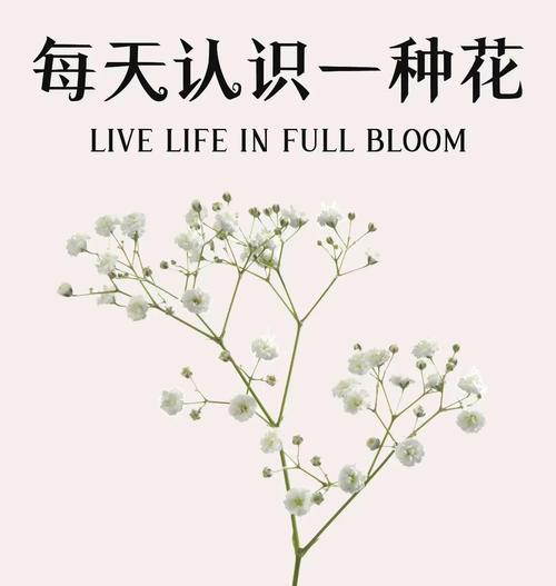 米色满天星花代表什么？它的花语有哪些含义？