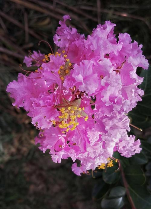 山花浪漫的花语是什么？山花有哪些浪漫的寓意？
