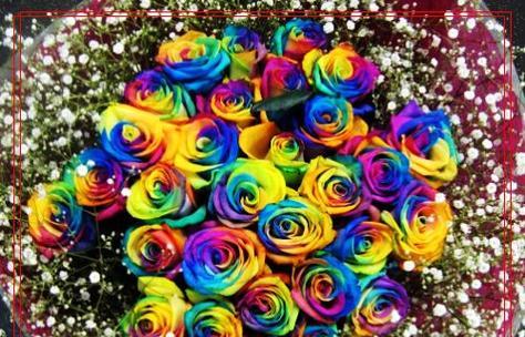 彩色玫瑰花的含义是什么？不同颜色的玫瑰花代表什么？