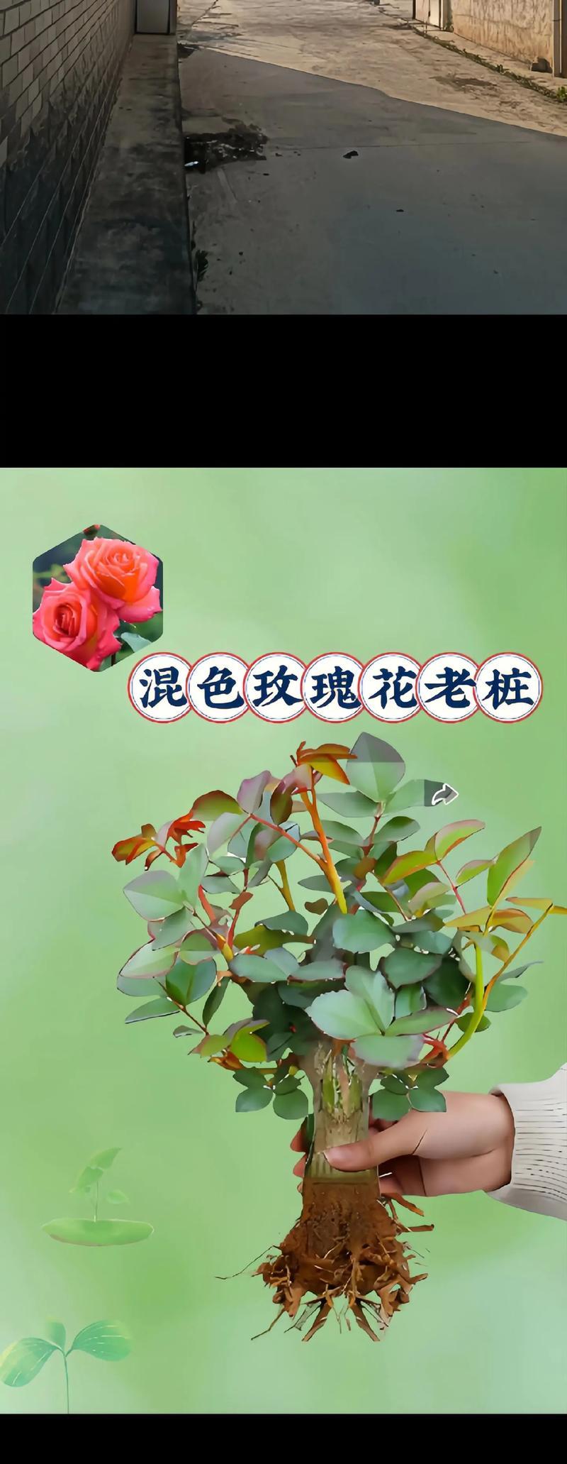 彩色玫瑰花的含义是什么？不同颜色的玫瑰花代表什么？
