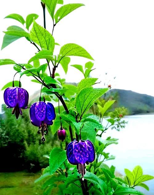 灯笼花不同颜色代表什么意义？