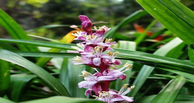 20种吉祥花分别有什么花语和寓意？