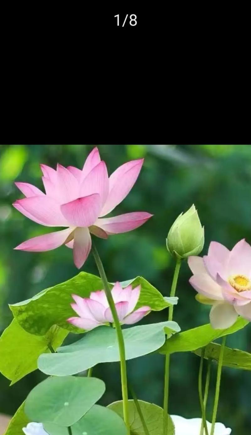 20种吉祥花分别有什么花语和寓意？