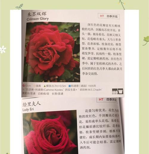 香槟色多头月季花寓意何在？