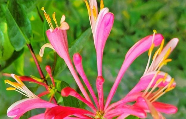 夏日爱情象征什么花？如何选择夏日爱情的花朵？