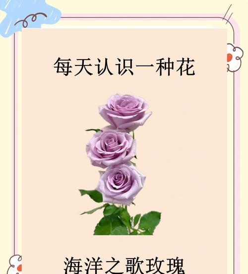 夏日爱情象征什么花？如何选择夏日爱情的花朵？