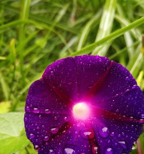 夏日爱情象征什么花？如何选择夏日爱情的花朵？