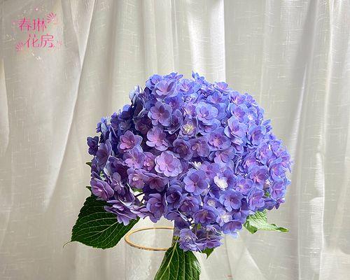 带蓝色绣球的手捧花寓意是什么？蓝色绣球手捧花的含义是什么？