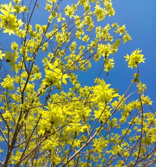 白蜡树花的花语是什么？白蜡树的文化寓意有哪些？
