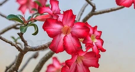 粉色花卉通常象征什么？