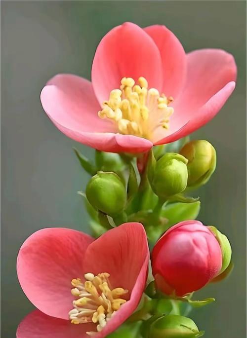 发财寓意的花是什么颜色？它们象征着什么？