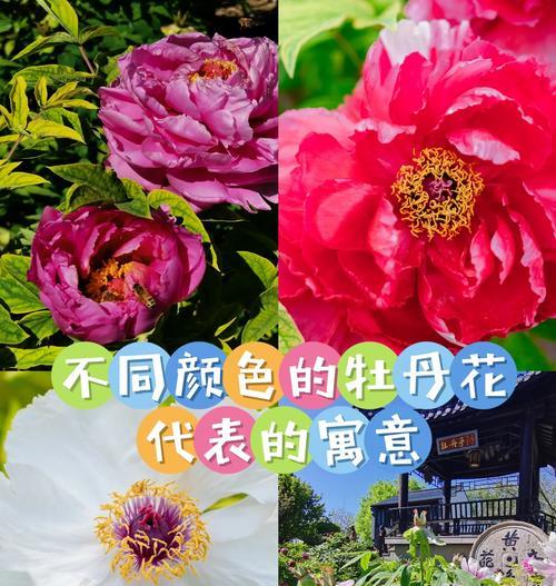 发财寓意的花是什么颜色？它们象征着什么？