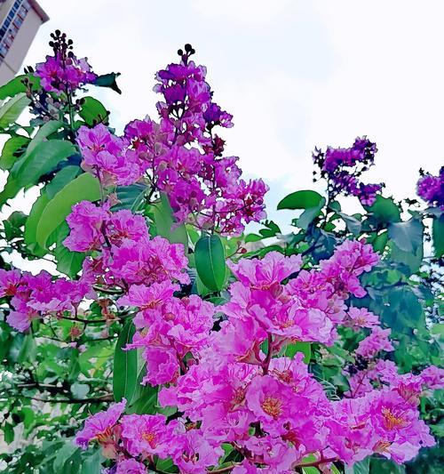 14朵紫色玫瑰花代表什么？它的含义是什么？