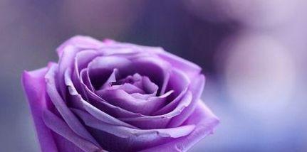 14朵紫色玫瑰花代表什么？它的含义是什么？