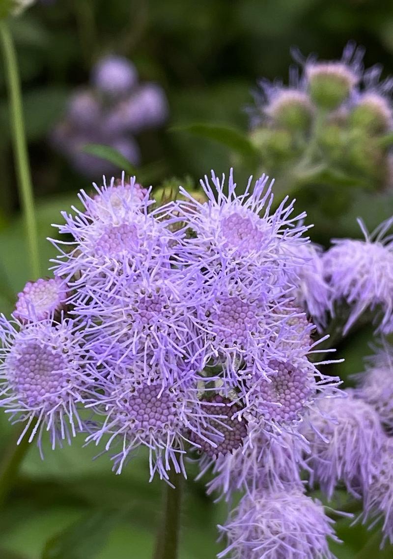 14朵紫色玫瑰花代表什么？它的含义是什么？