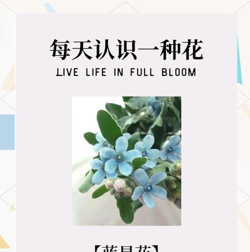 中秋节送小蓝花有什么寓意？小蓝花作为礼物的意义是什么？