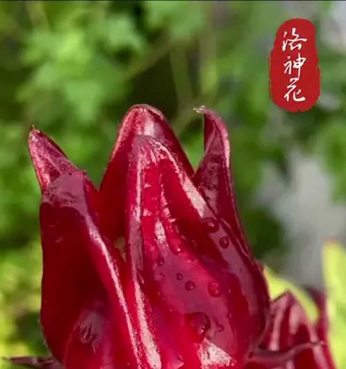 寓意被神祝福的花是什么？哪些花卉象征神圣？
