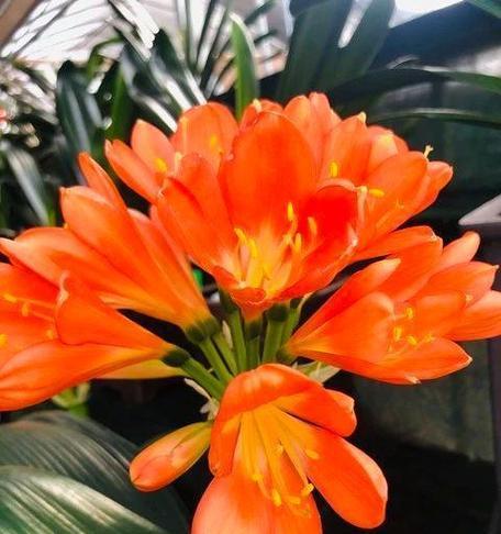 寓意被神祝福的花是什么？哪些花卉象征神圣？