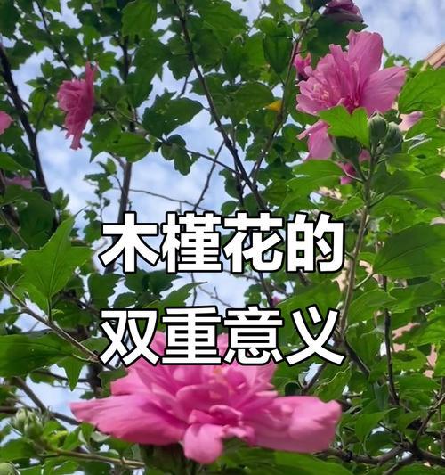 哪种花具有双重含义？