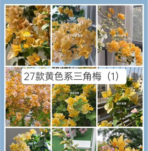哪种花具有双重含义？