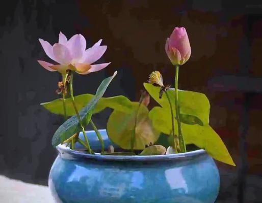 新年吉祥花有哪些？寓意吉祥的花是什么？