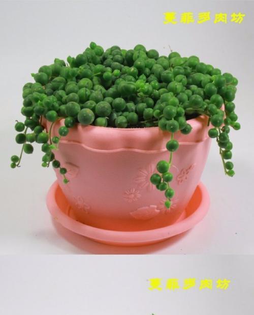 珍珠手捧花兰花的寓意是什么？珍珠手捧花兰花象征着什么？