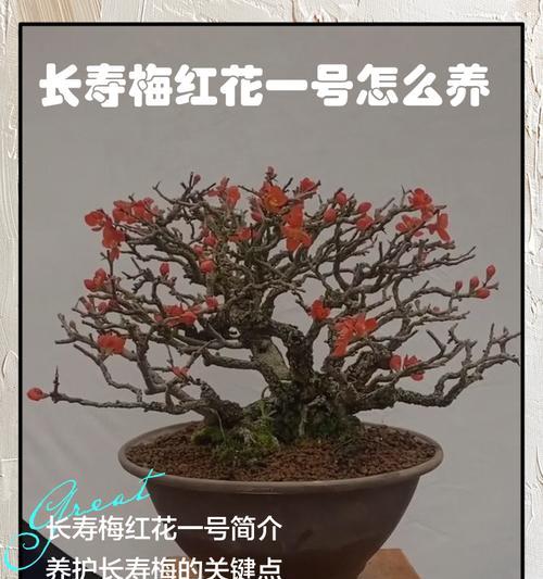 长寿红花象征着什么？长寿红花卉的寓意是什么？