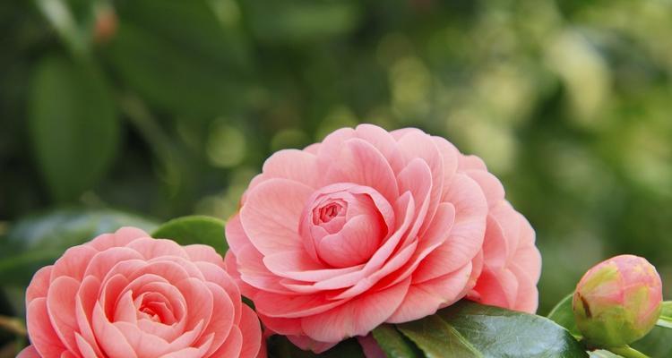 粉色芦苇花代表什么意义？