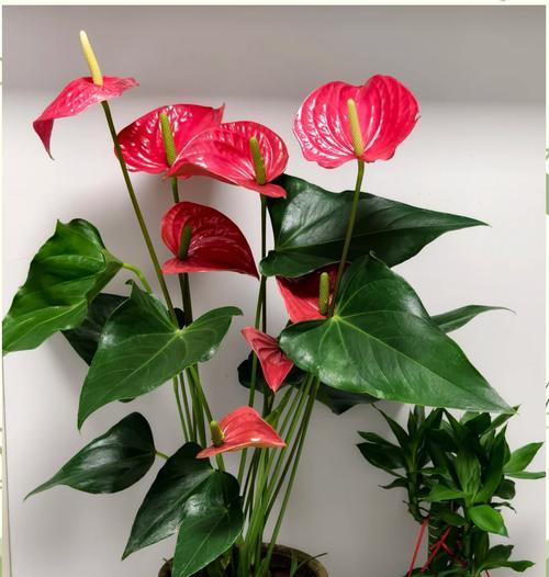 哪种花代表着家庭和繁荣？