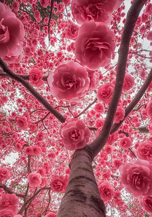 倒挂红色铃铛花有什么含义？红色铃铛花的象征意义是什么？