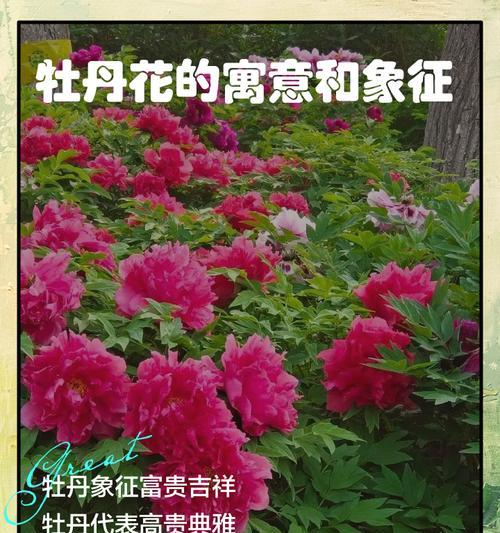 送彩色的花寓意什么含义？不同颜色花的象征意义有哪些？